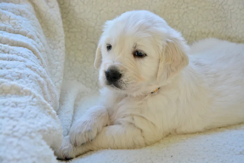 A golden retriever puppy lying on a cream fleece blanket.