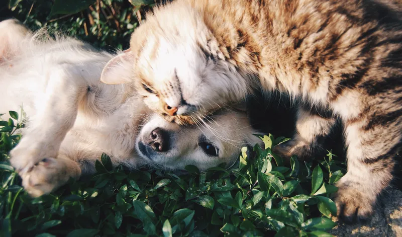 A tabby cat nuzzling a cream-coloured dog lying on its back in the grass.